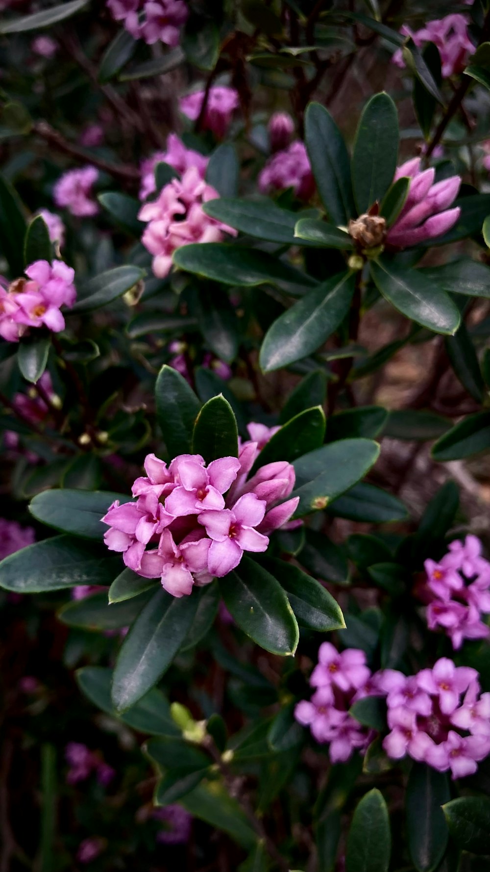 a bunch of pink flowers that are on a bush