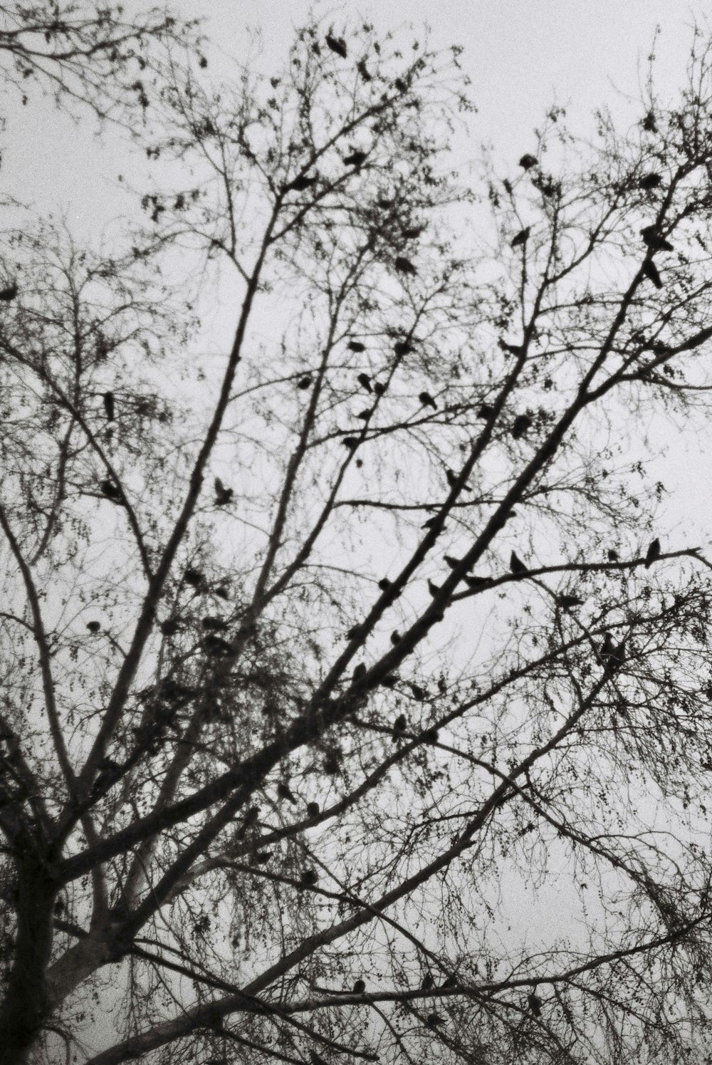 a flock of birds sitting on top of a tree