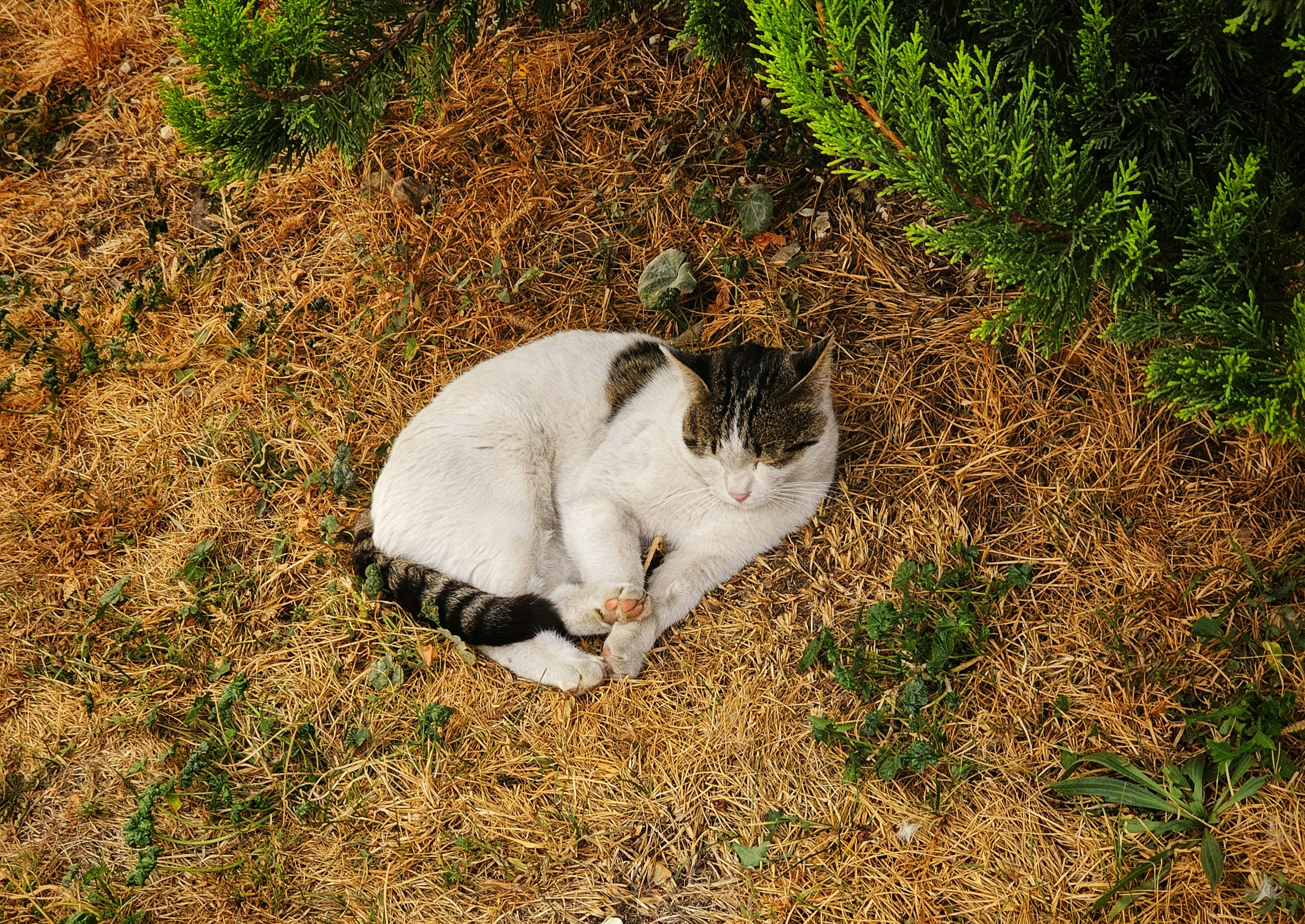 a cat laying on the ground next to a bush