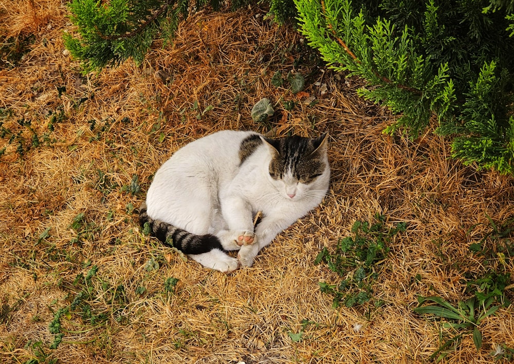 a cat laying on the ground next to a bush