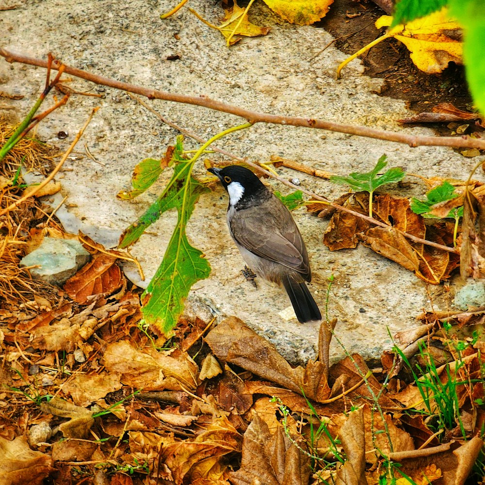 a bird is sitting on the ground among leaves