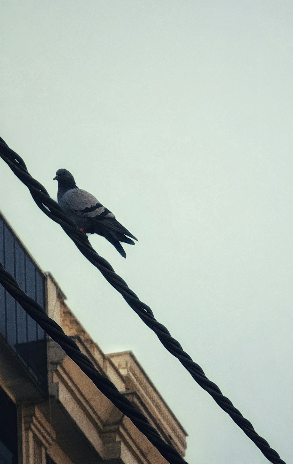 a pigeon sitting on a power line next to a building
