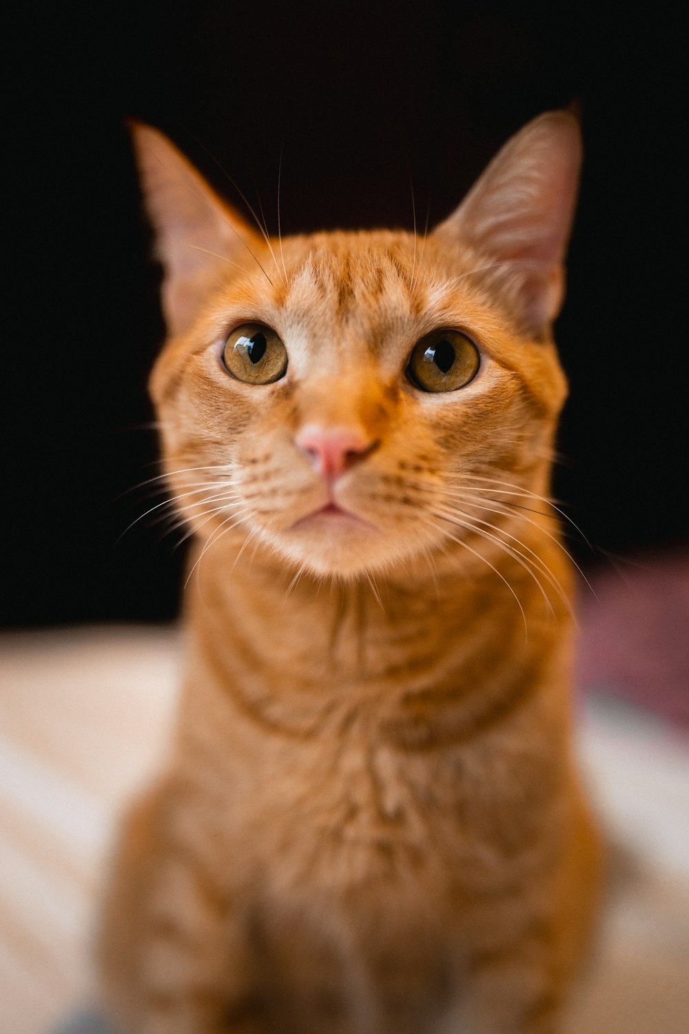 a close up of a cat looking at the camera