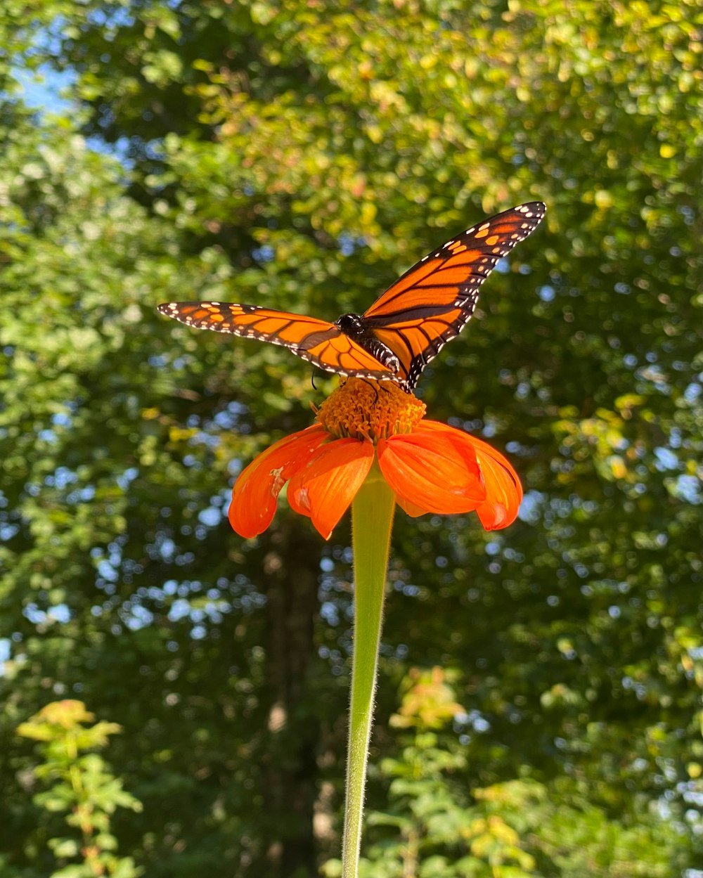 a butterfly sitting on top of an orange flower