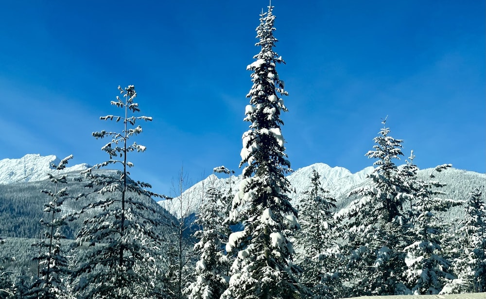 a snow covered pine tree in front of a mountain range