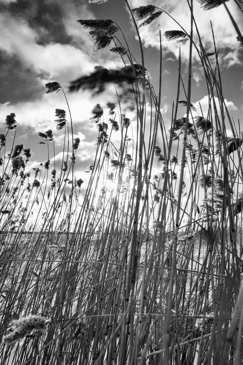 a black and white photo of tall grass