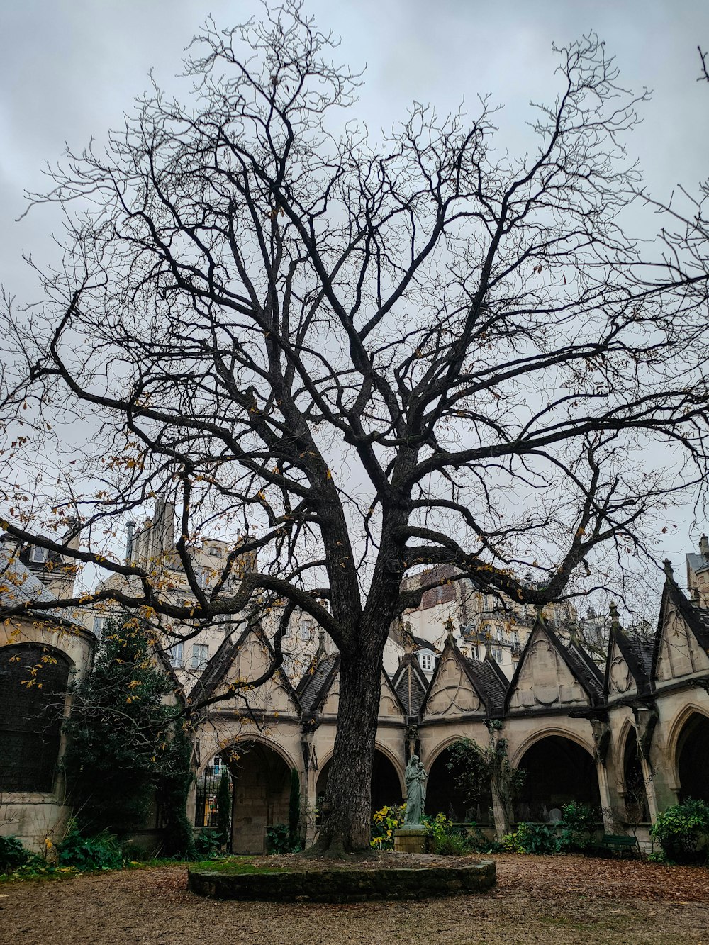 a large bare tree in front of a building