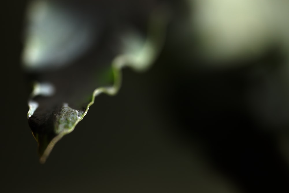 a close up of a leaf with a blurry background