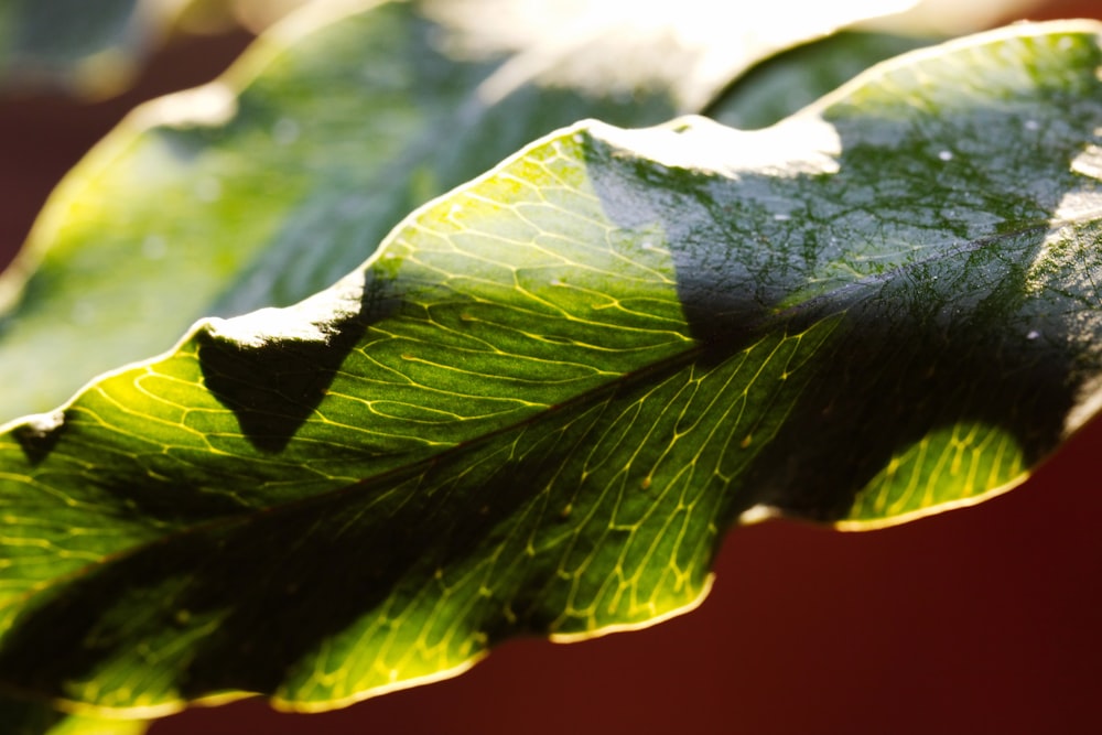 a close up of a green leaf on a sunny day