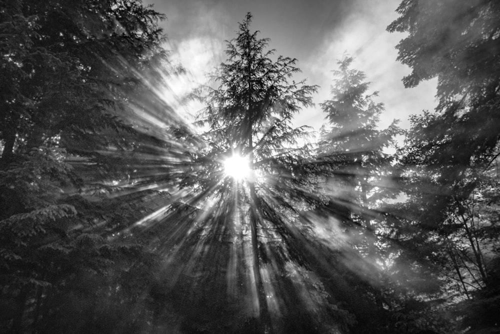 uma foto em preto e branco do sol brilhando entre as árvores