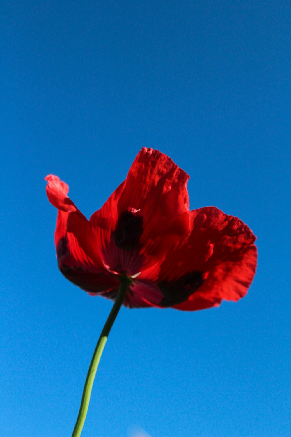 a single red flower with a blue sky in the background