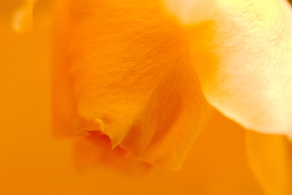 a close up view of a yellow flower