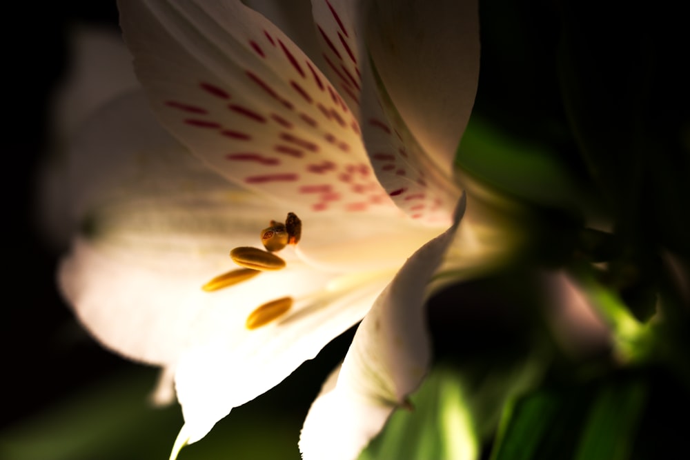 a close up of a white flower with green leaves