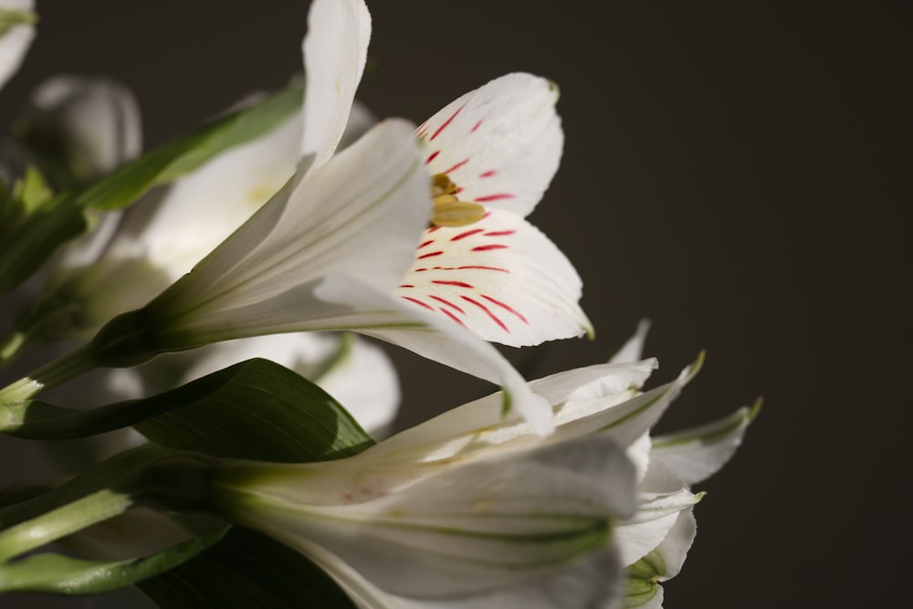 a close up of a white flower with green stems