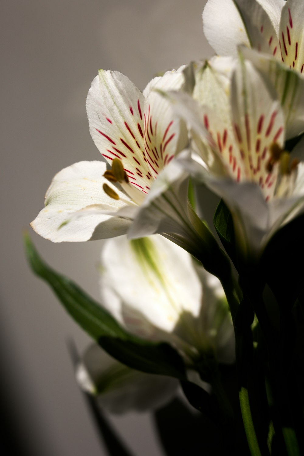 a close up of some white flowers in a vase