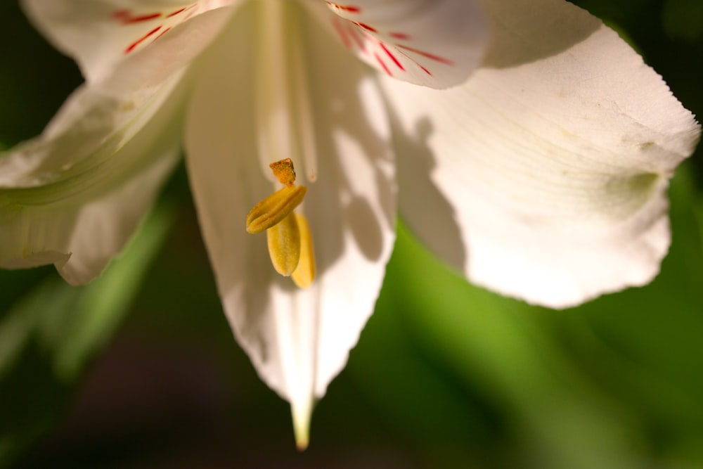 a close up of a white flower with red stamen