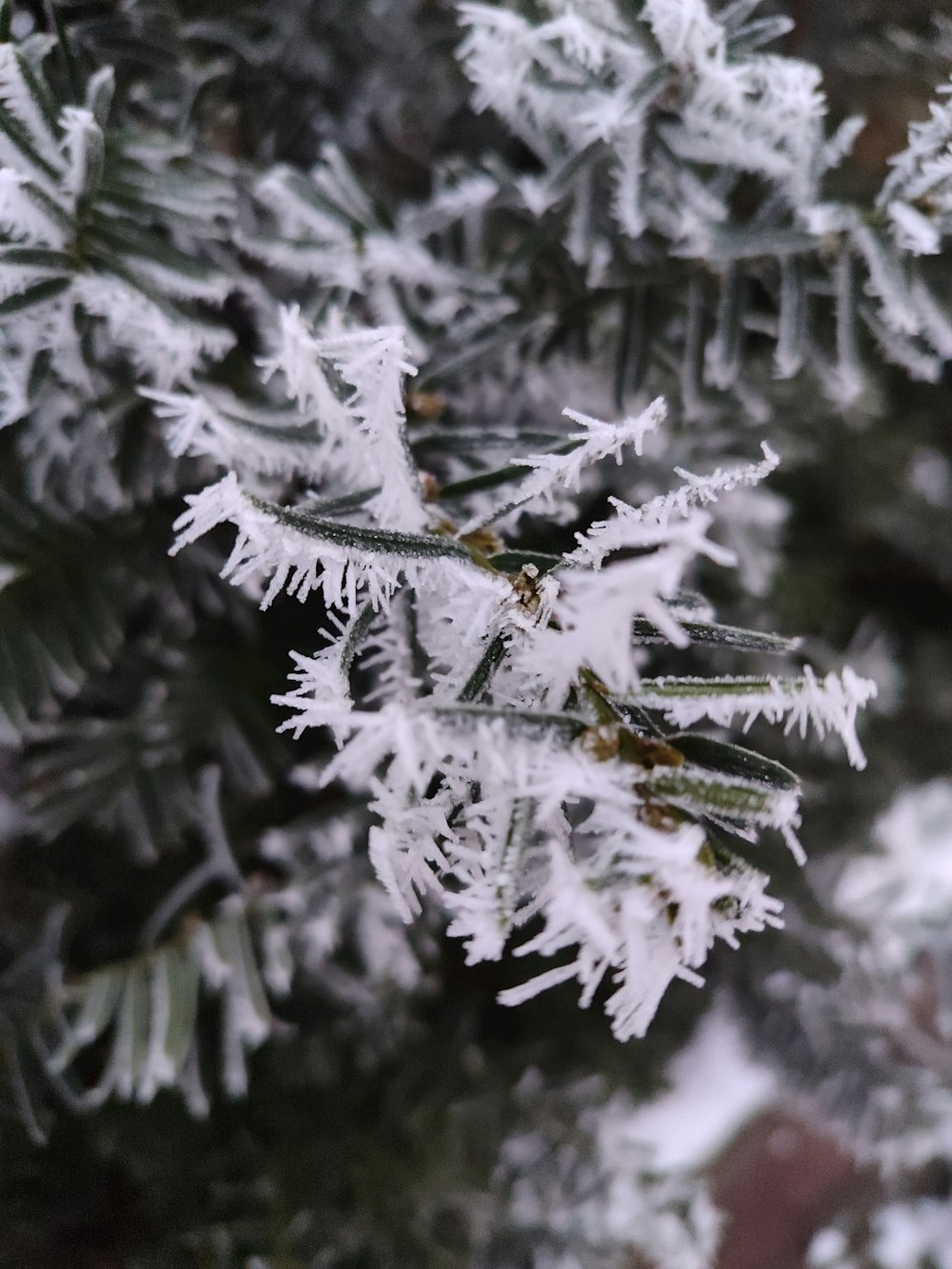 a close up of a tree with snow on it