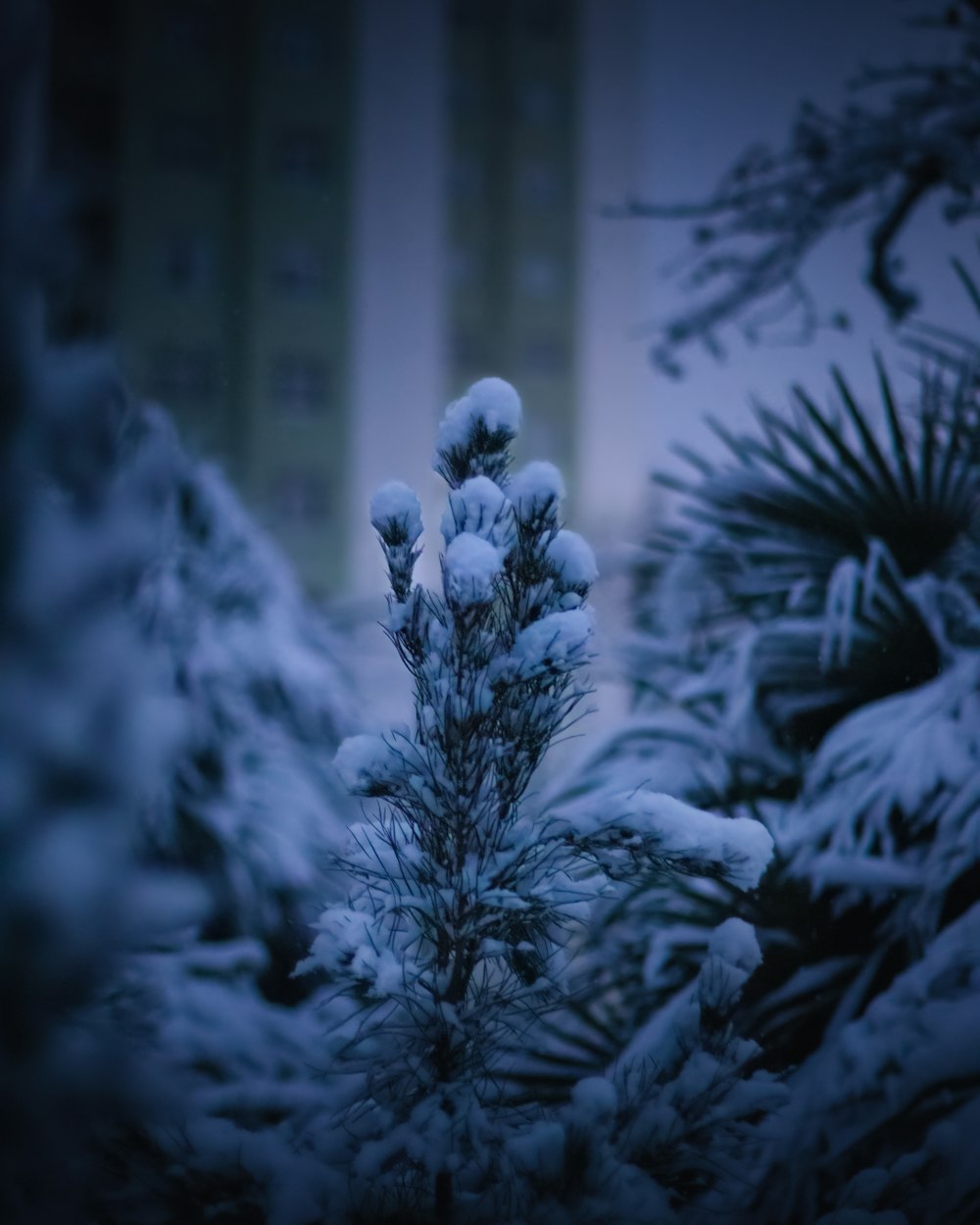 a snow covered pine tree in front of a building