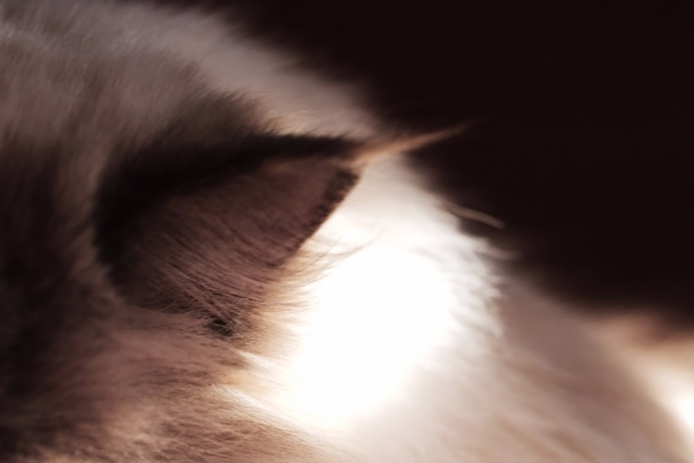 a close up of a cat's face with its eyes closed