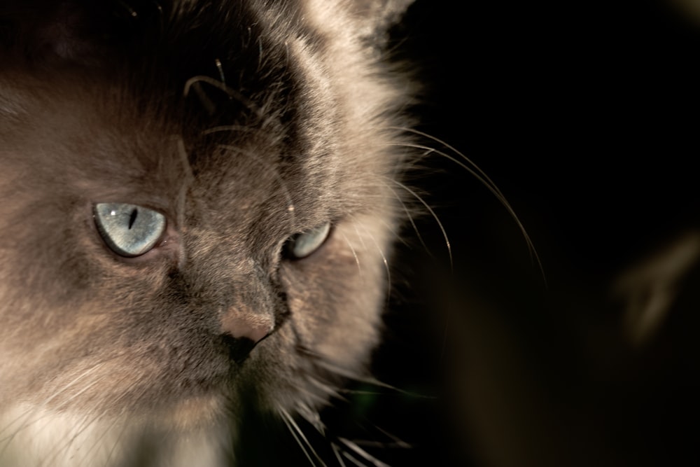 a close up of a cat with blue eyes