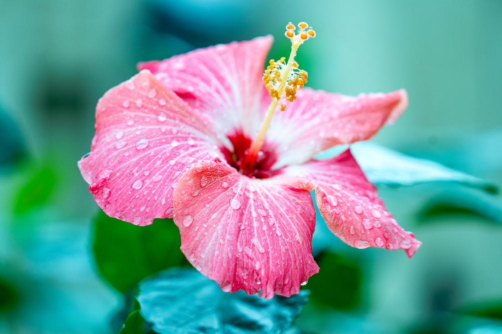 a pink flower with water droplets on it