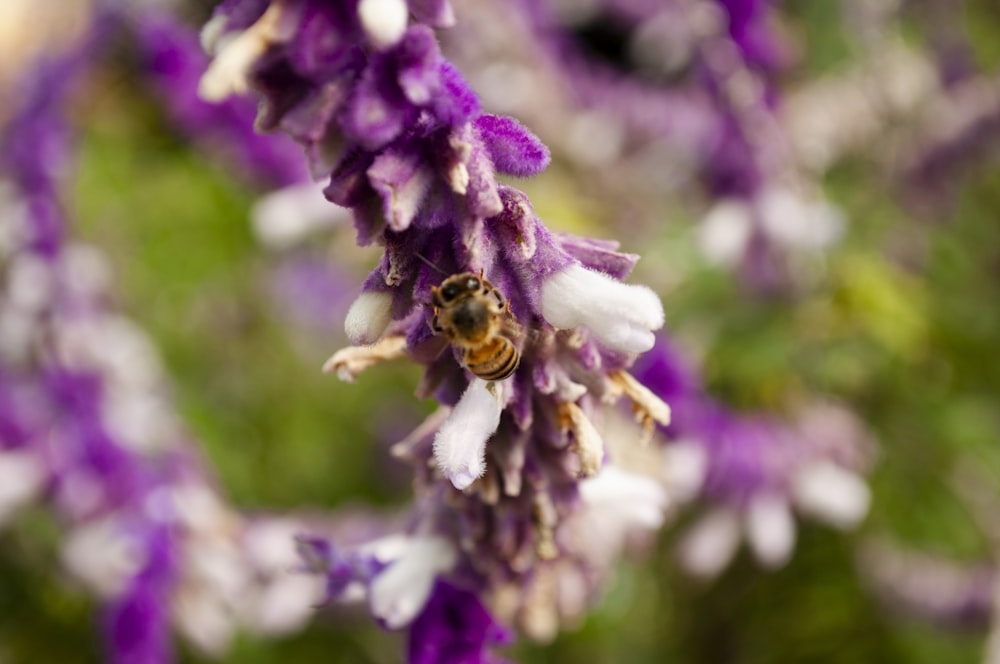 a close up of a flower with a bee on it