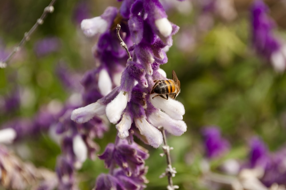 a bee is sitting on a purple flower