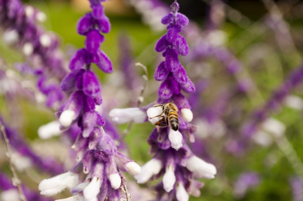 a close up of a flower with a bee on it