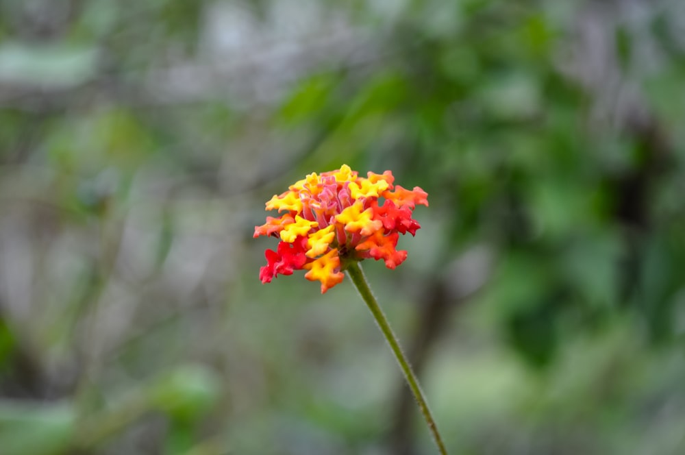 a colorful flower with a blurry background