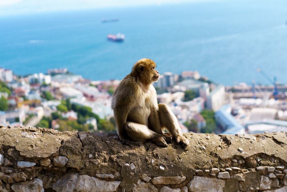 a monkey sitting on a stone wall overlooking a city