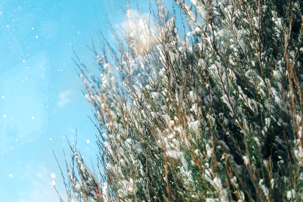 a bush with snow on it and a blue sky in the background