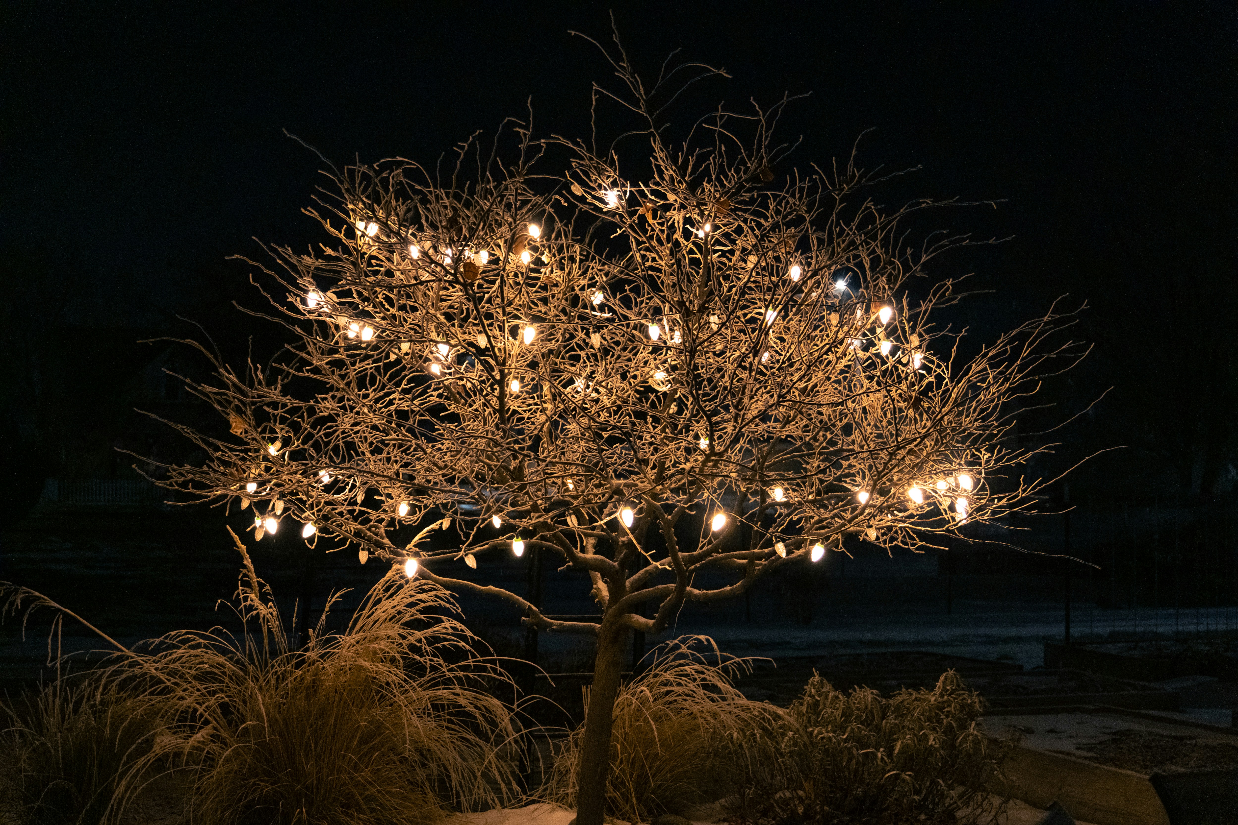 a lighted tree in a park at night