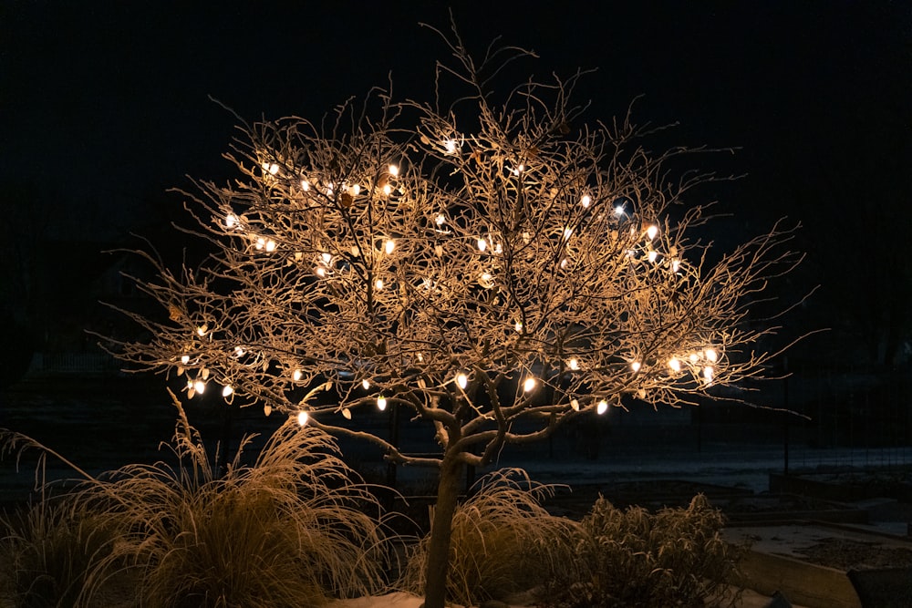 a lighted tree in a park at night