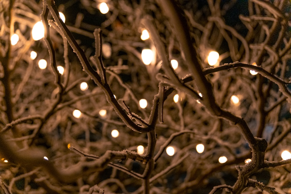 a bunch of lights that are on a tree