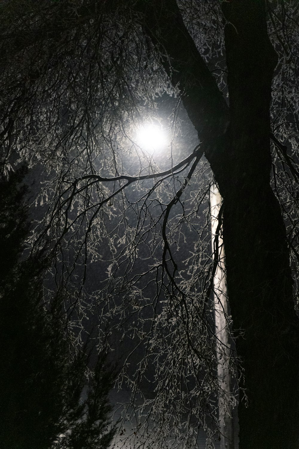 a street light shines through the branches of a tree