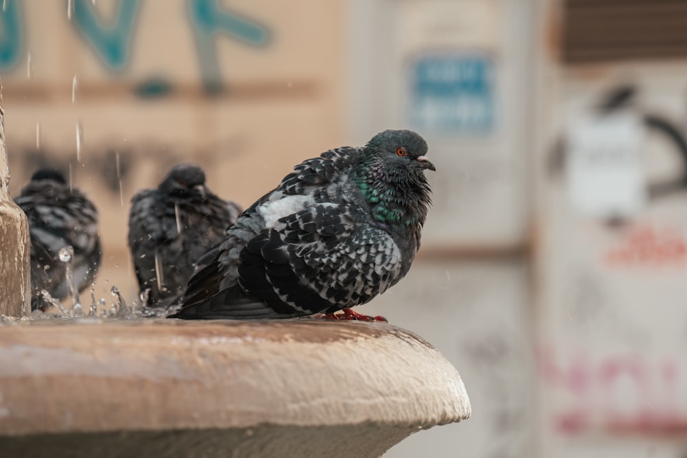 a flock of birds sitting on top of a fountain