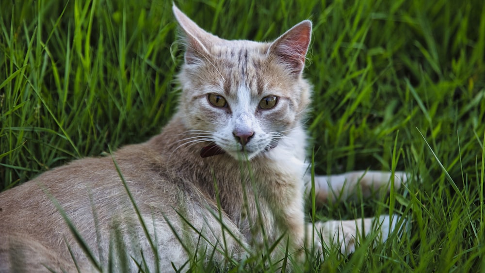 a cat laying in the grass looking at the camera