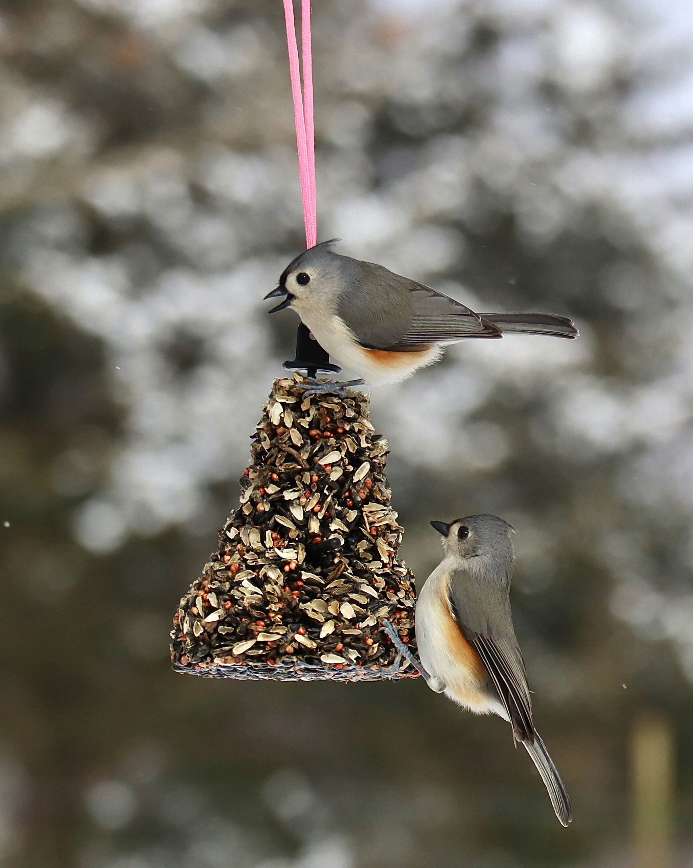 Field Review: Smart Feeders & Dosing Systems for Community Tanks — 2026 Field Guide