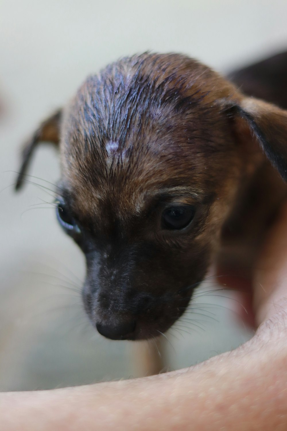 a small dog is being held by someone