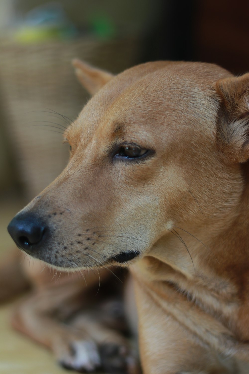 a close up of a dog laying on the ground