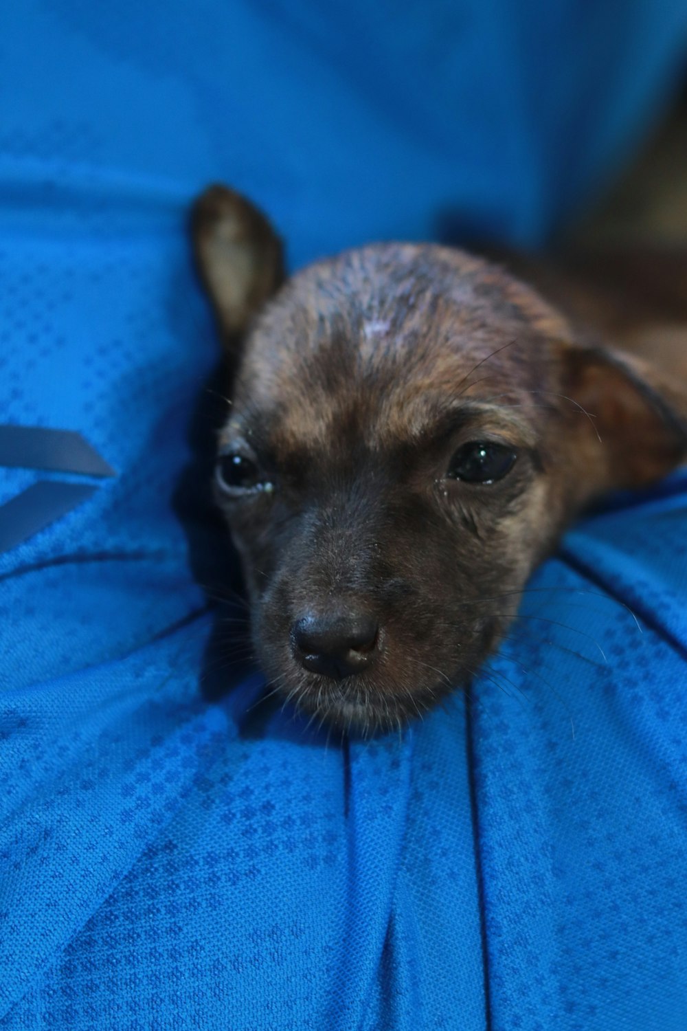 a small brown dog laying on top of a blue blanket