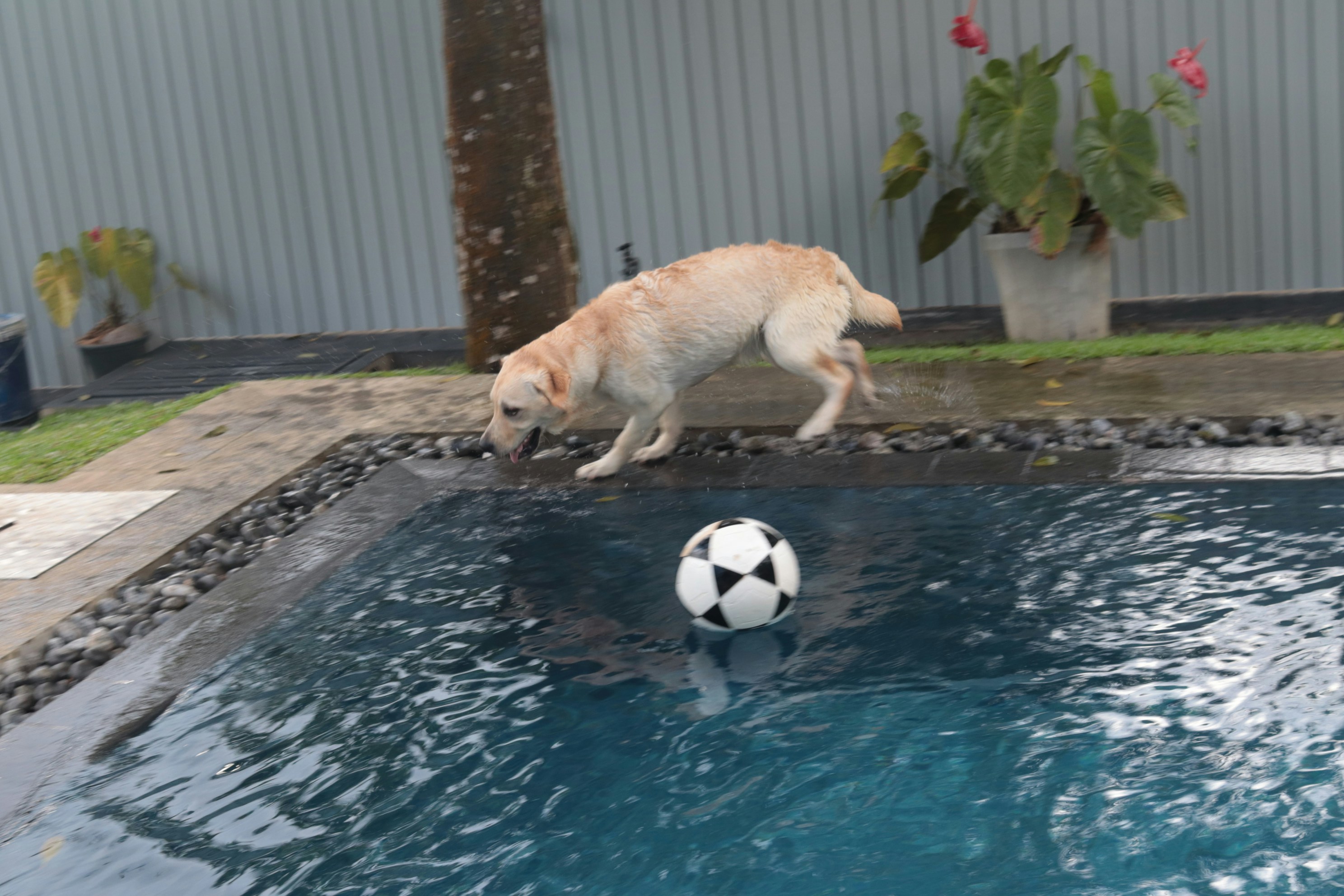 A dog playing with a soccer ball in a pool photo – Free Animal Image on ...