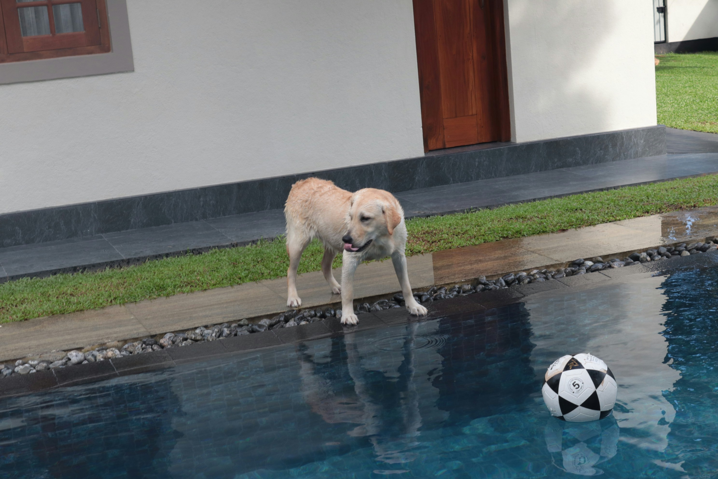 a dog standing next to a pool with a soccer ball