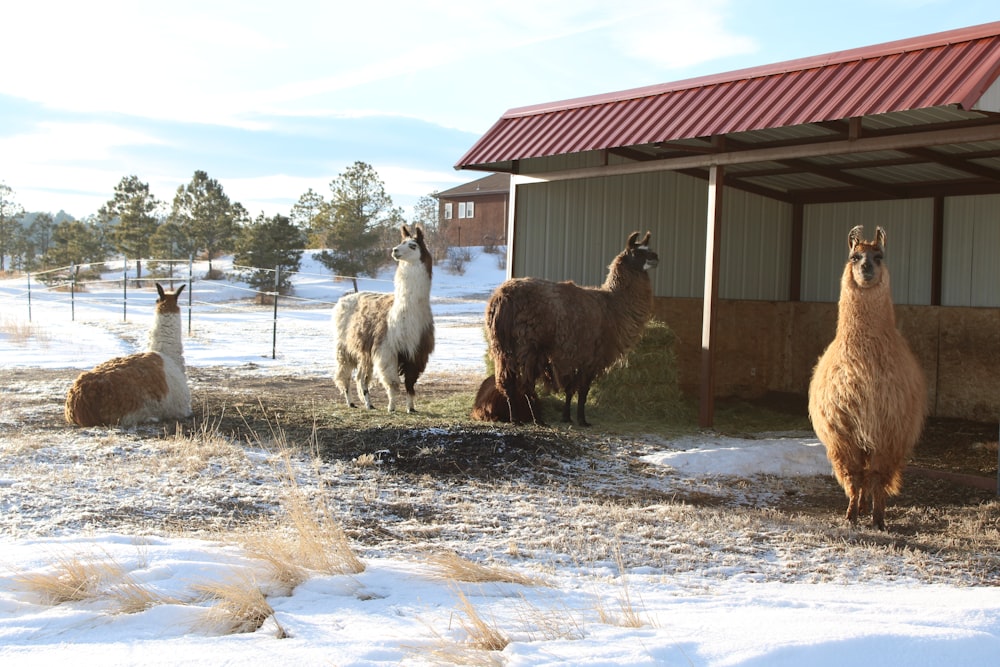 a group of llamas are standing in the snow