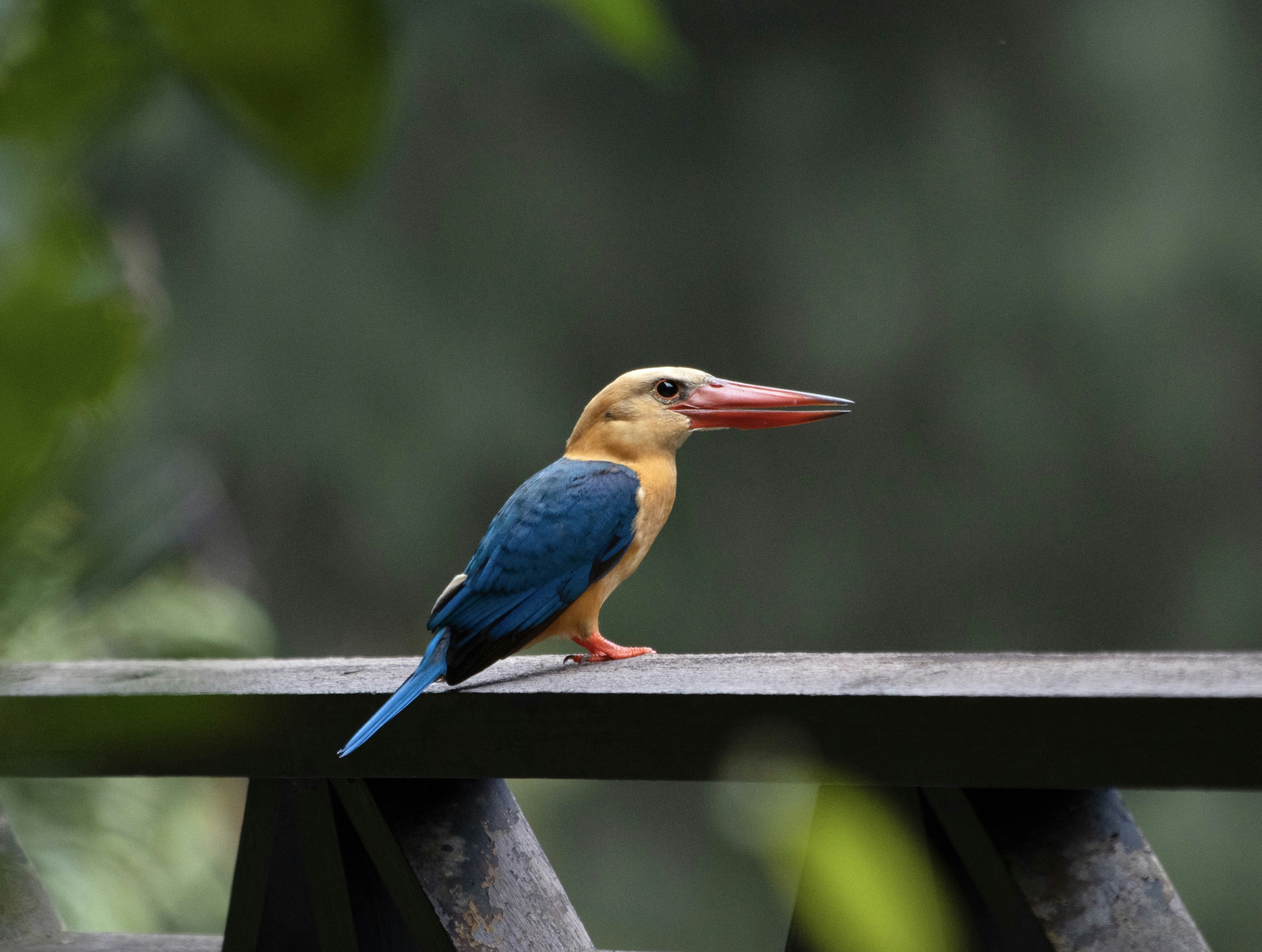 Stock billed kingfisher🇲🇾