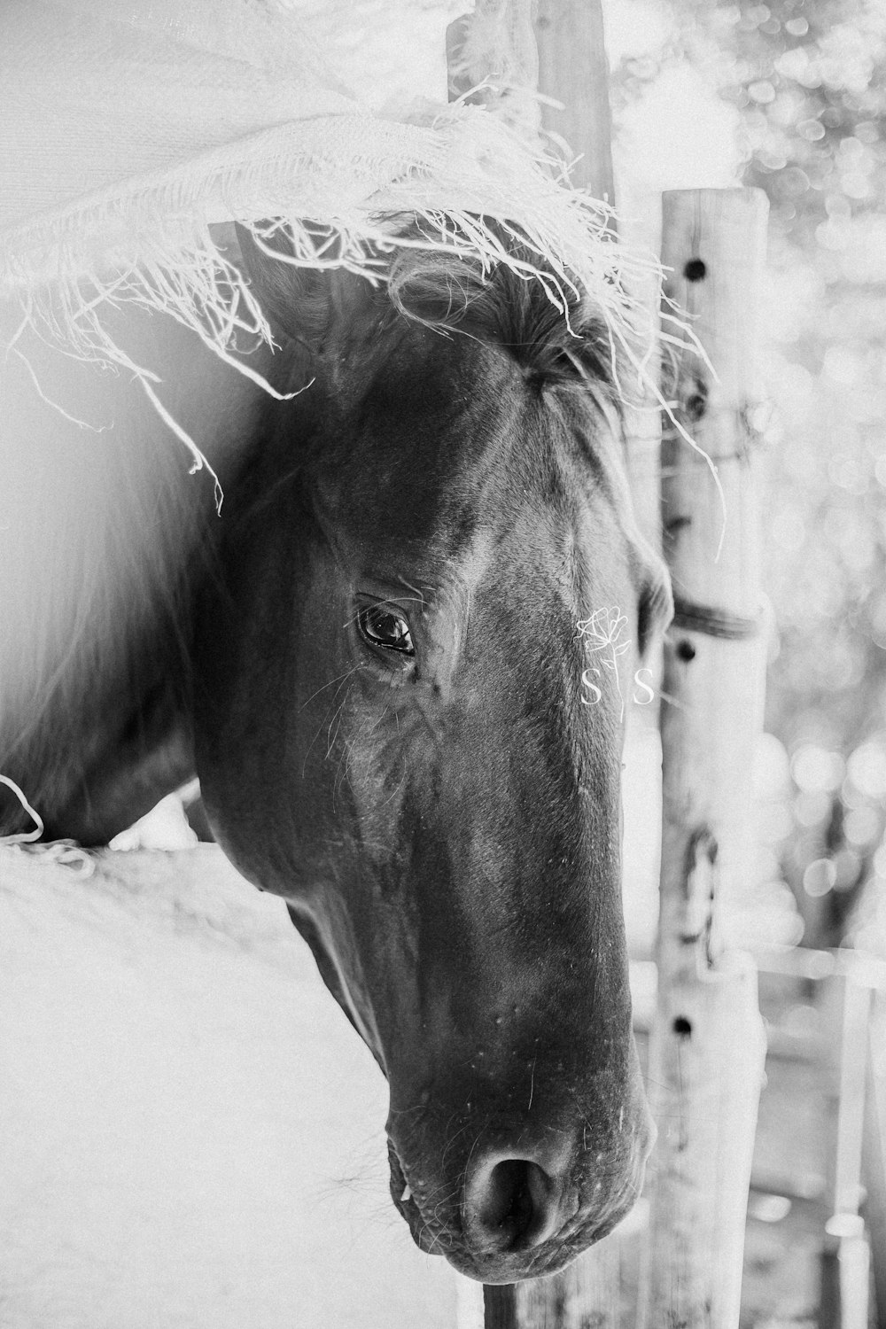 a black and white photo of a horse