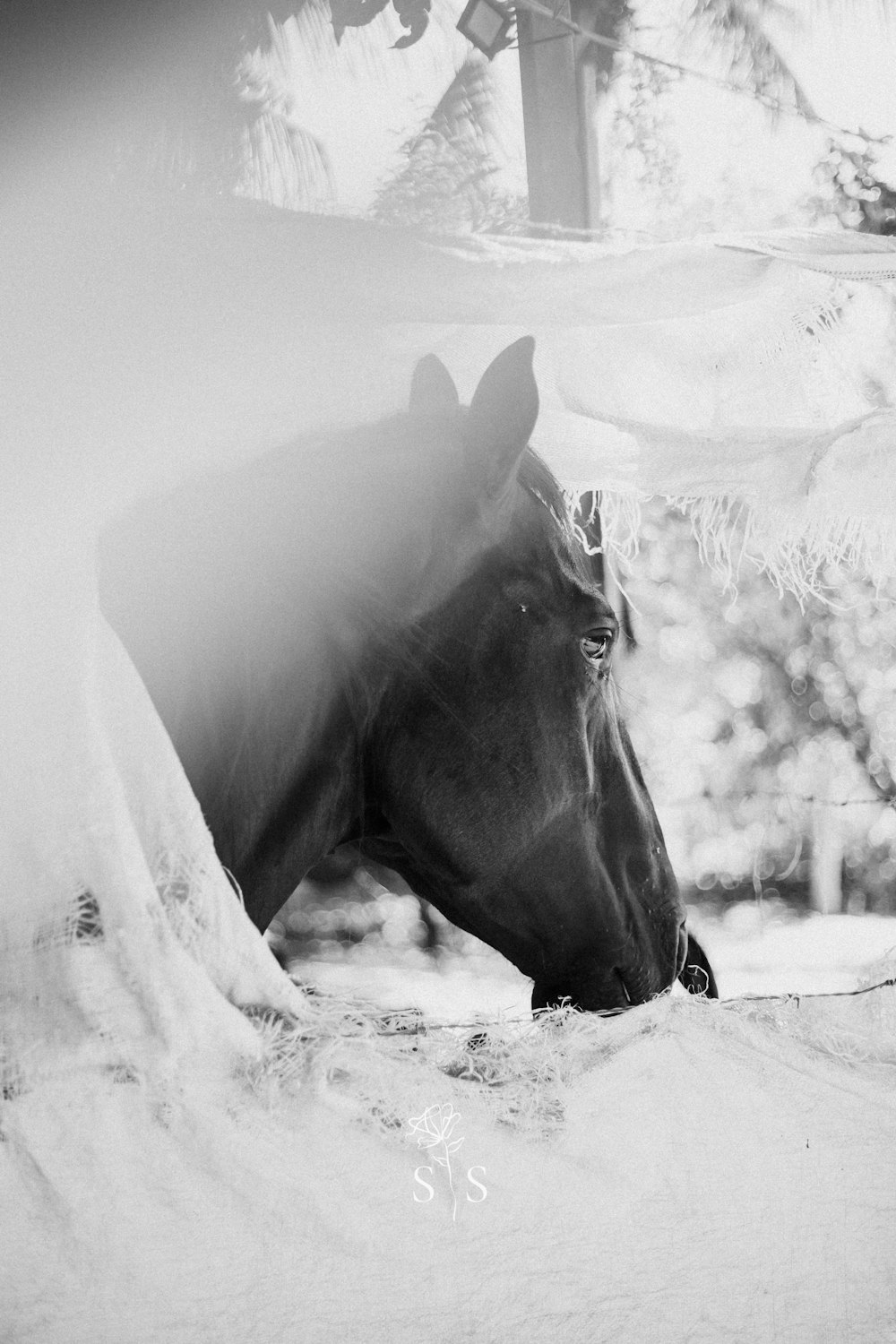 a horse is standing in a snowy field