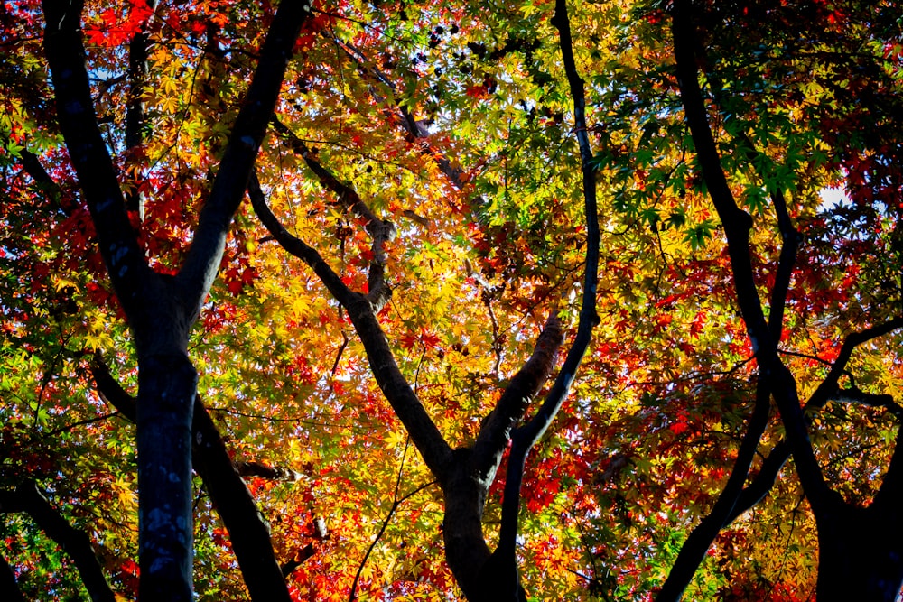 a forest filled with lots of colorful trees