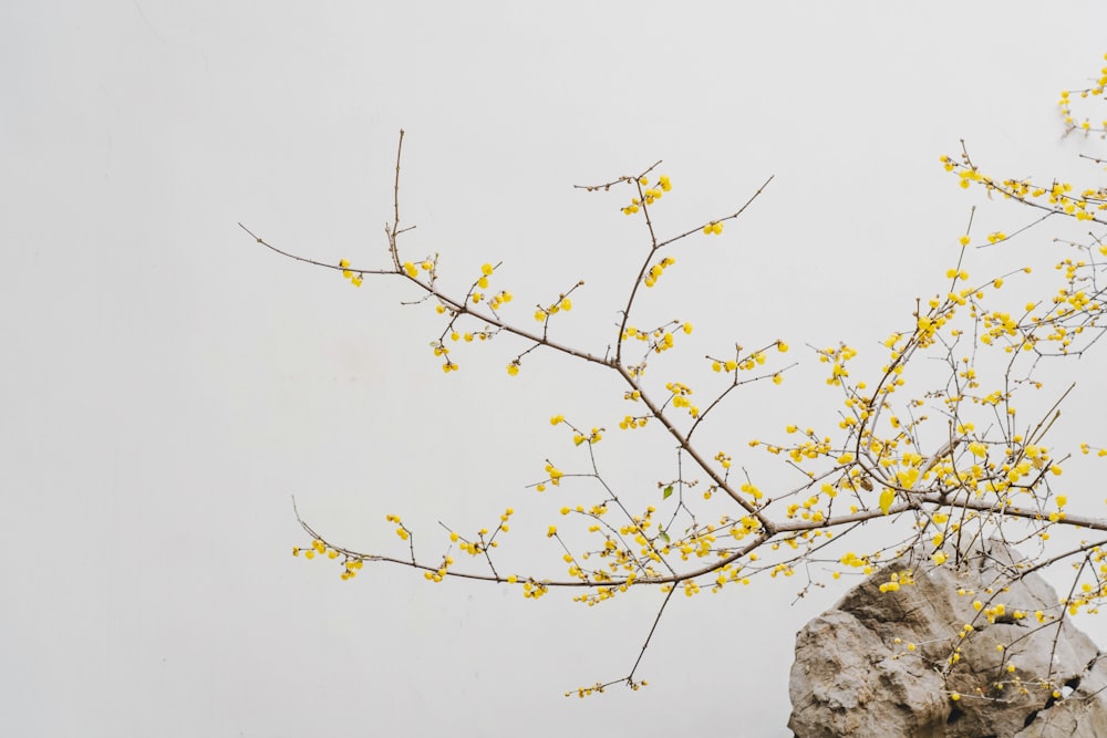 a tree with yellow flowers in front of a rock