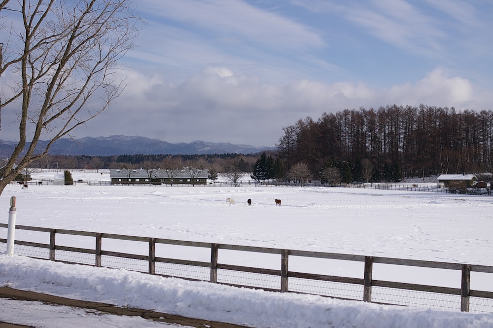 a snowy field with a fence and trees